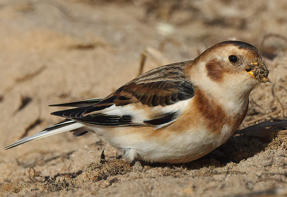 Snow bunting